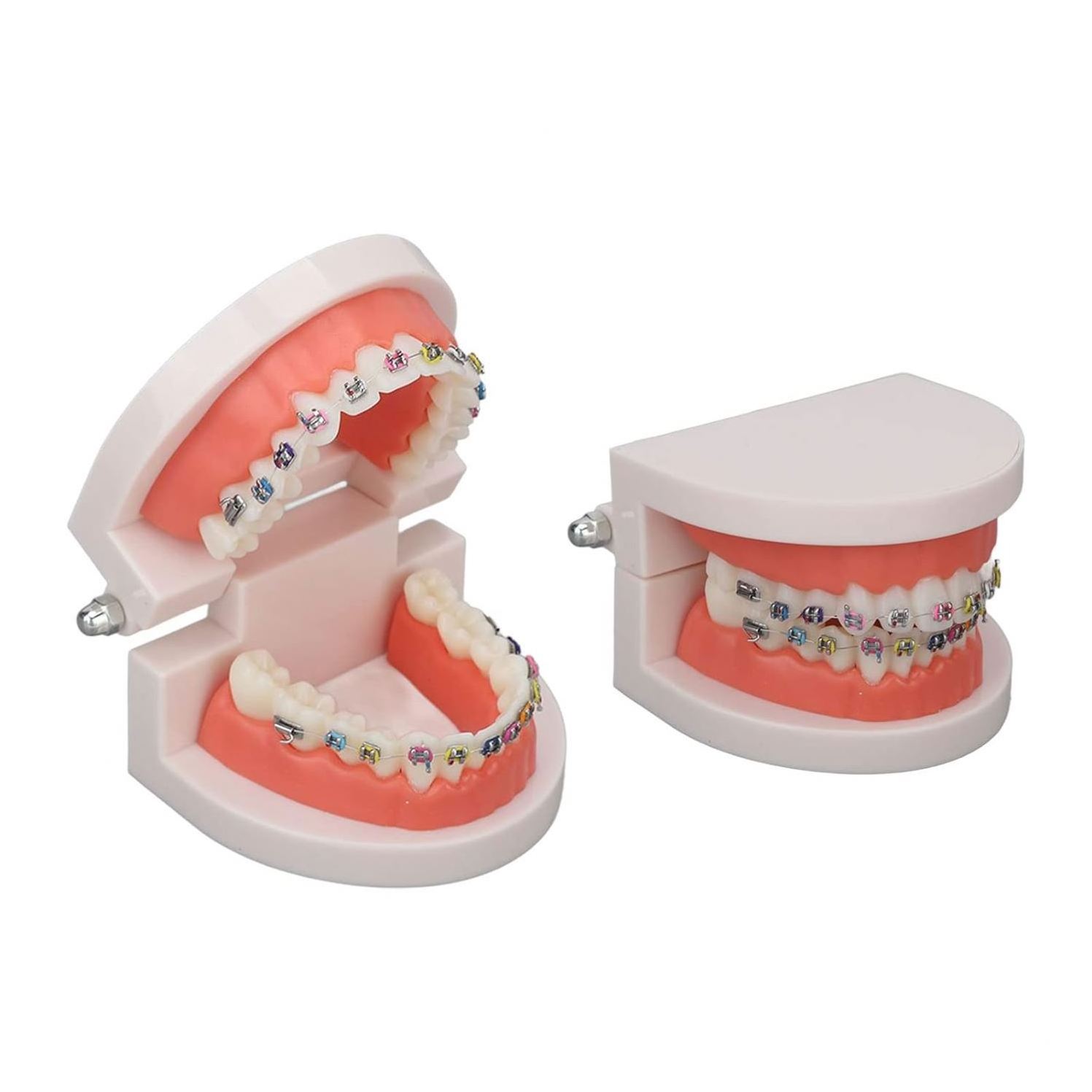 Dental Demonstration Orthodontic Model with Metal Wires and Bracket ...