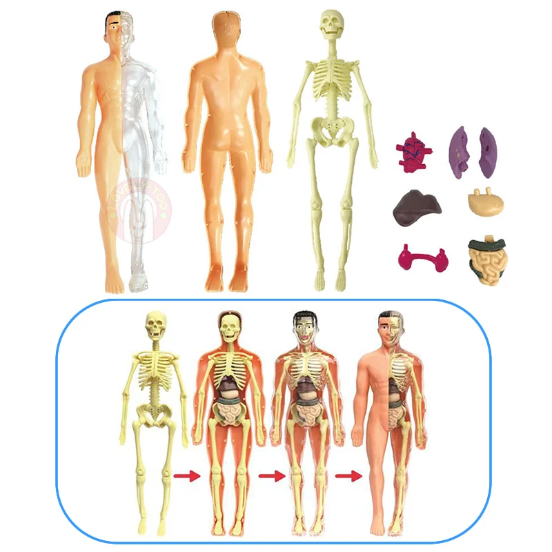 Human Assembly Wholesale Educational Intelligent Diy Science Experiment Kit Human Body Anatomy Model Skeleton Toys For Kids