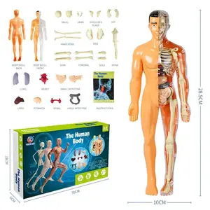 Human Assembly Wholesale Educational Intelligent Diy Science Experiment Kit Human Body Anatomy Model Skeleton Toys For Kids