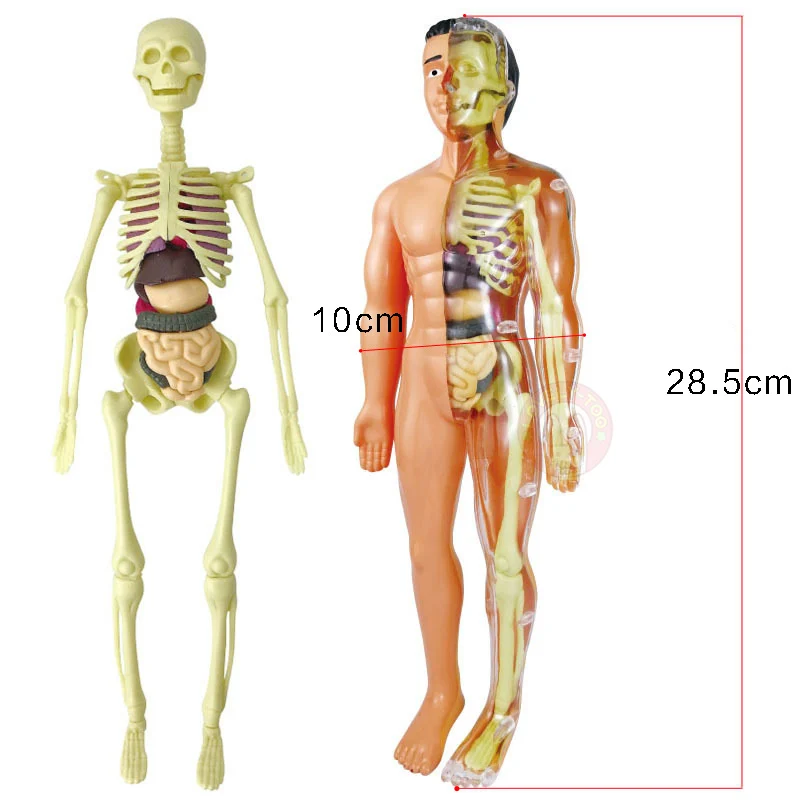 Human Assembly Wholesale Educational Intelligent Diy Science Experiment Kit Human Body Anatomy Model Skeleton Toys For Kids