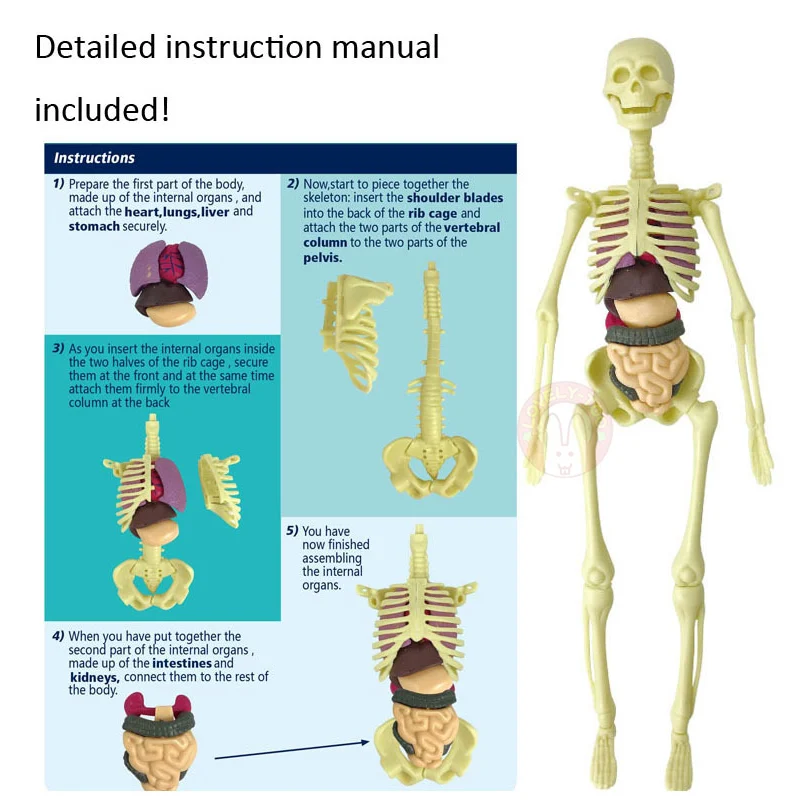 Human Assembly Wholesale Educational Intelligent Diy Science Experiment Kit Human Body Anatomy Model Skeleton Toys For Kids