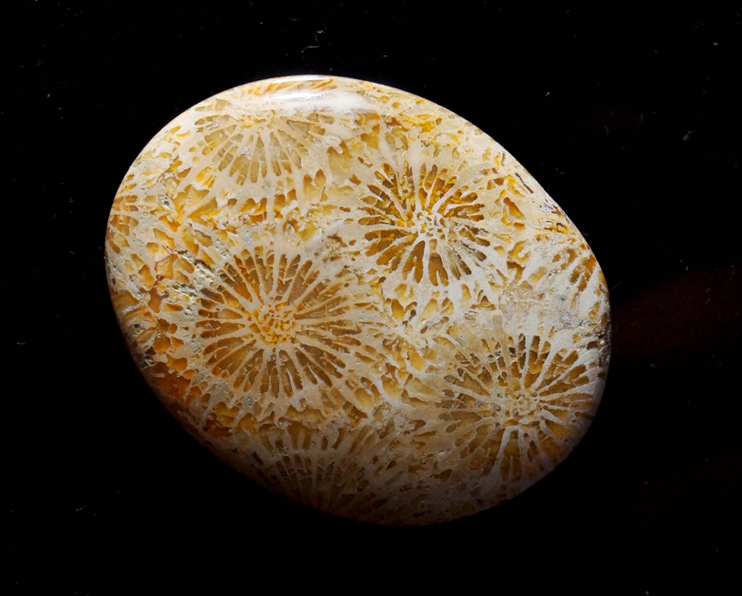 Attractive Fossil Coral Gemstone Smooth Polished Oval Shape Stone Fossil Coral Cabochon Best For Making Jewelry