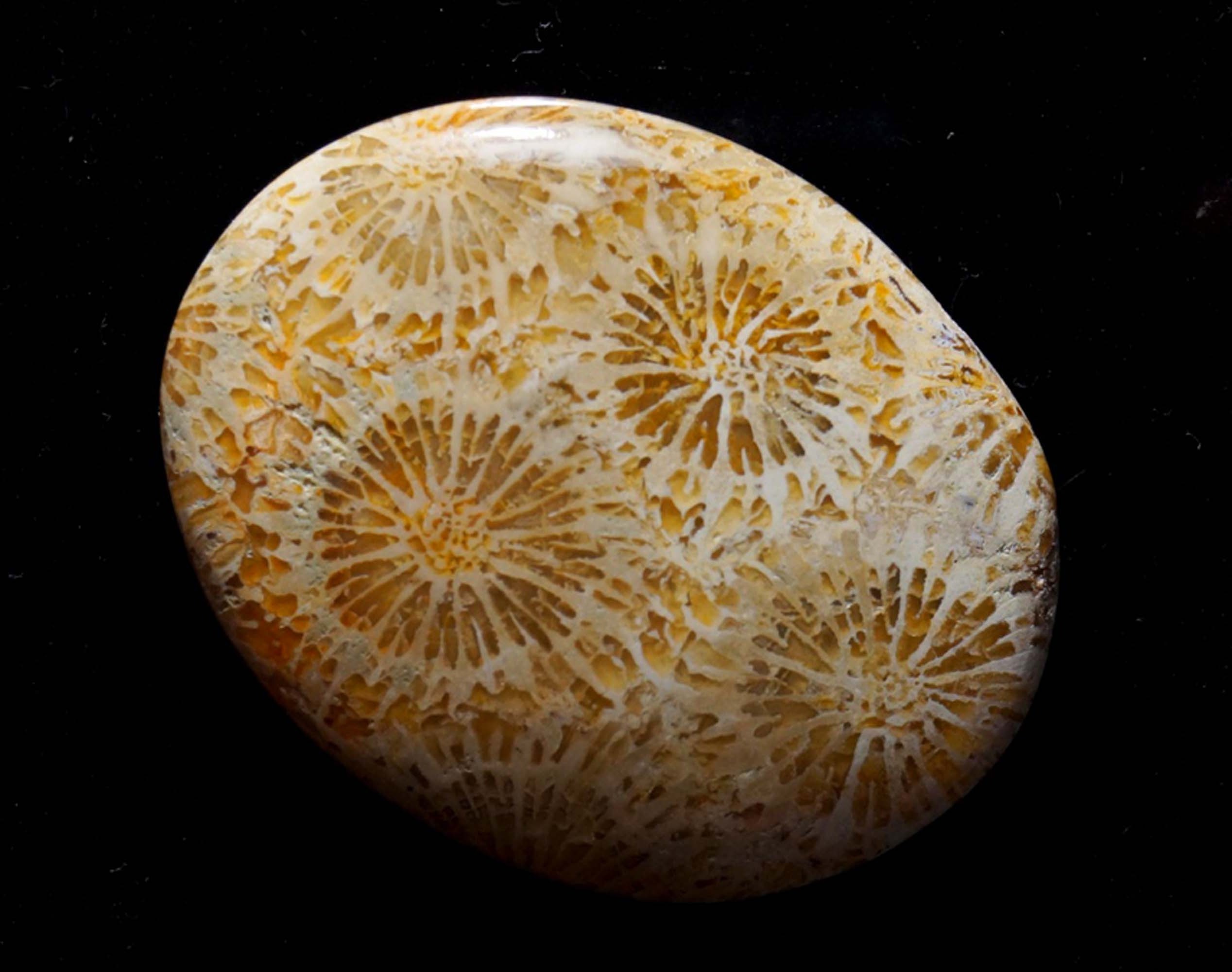 Attractive Fossil Coral Gemstone Smooth Polished Oval Shape Stone Fossil Coral Cabochon Best For Making Jewelry