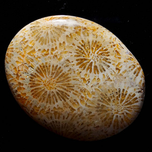 Attractive Fossil Coral Gemstone Smooth Polished Oval Shape Stone Fossil Coral Cabochon Best For Making Jewelry