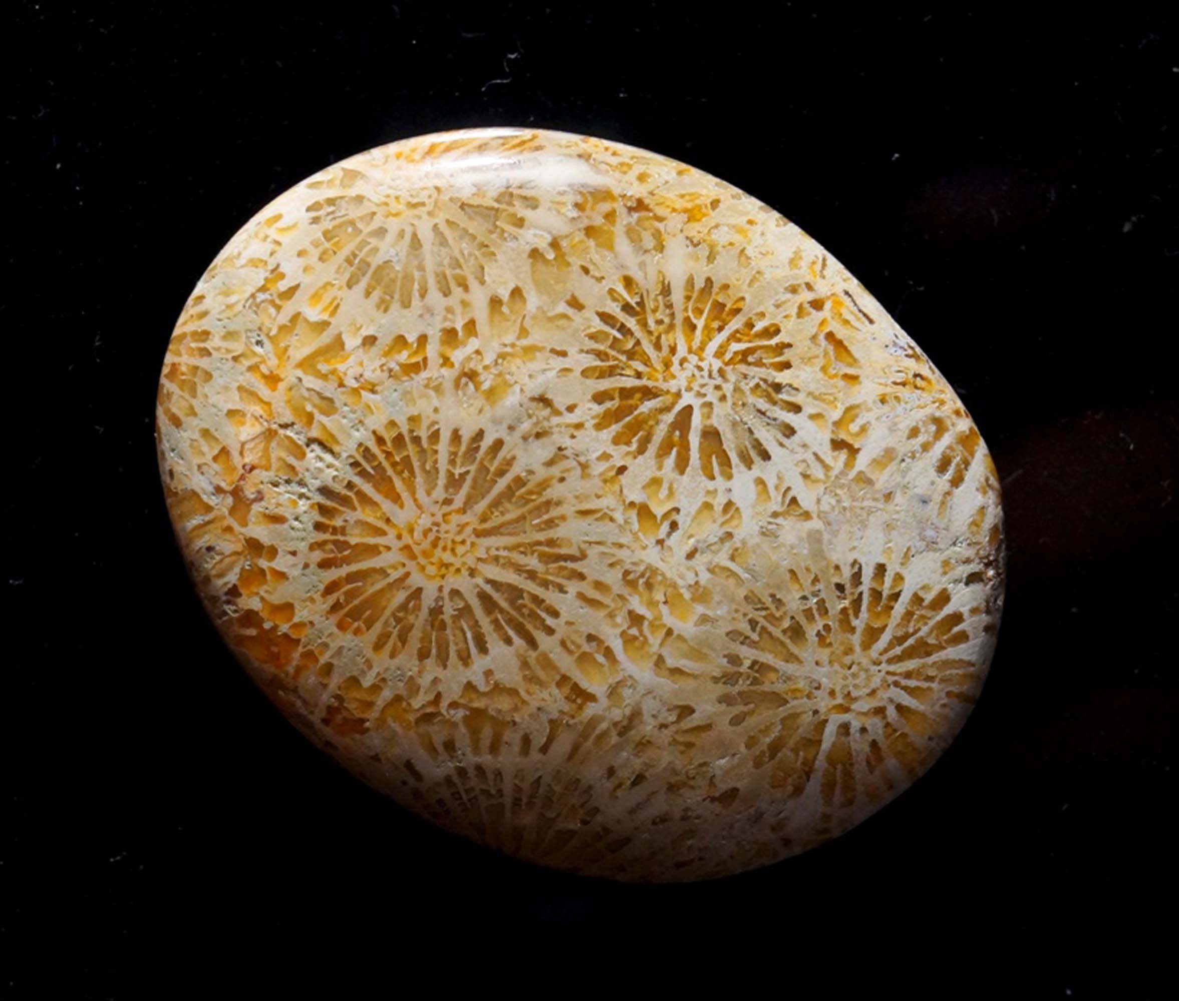 Attractive Fossil Coral Gemstone Smooth Polished Oval Shape Stone Fossil Coral Cabochon Best For Making Jewelry