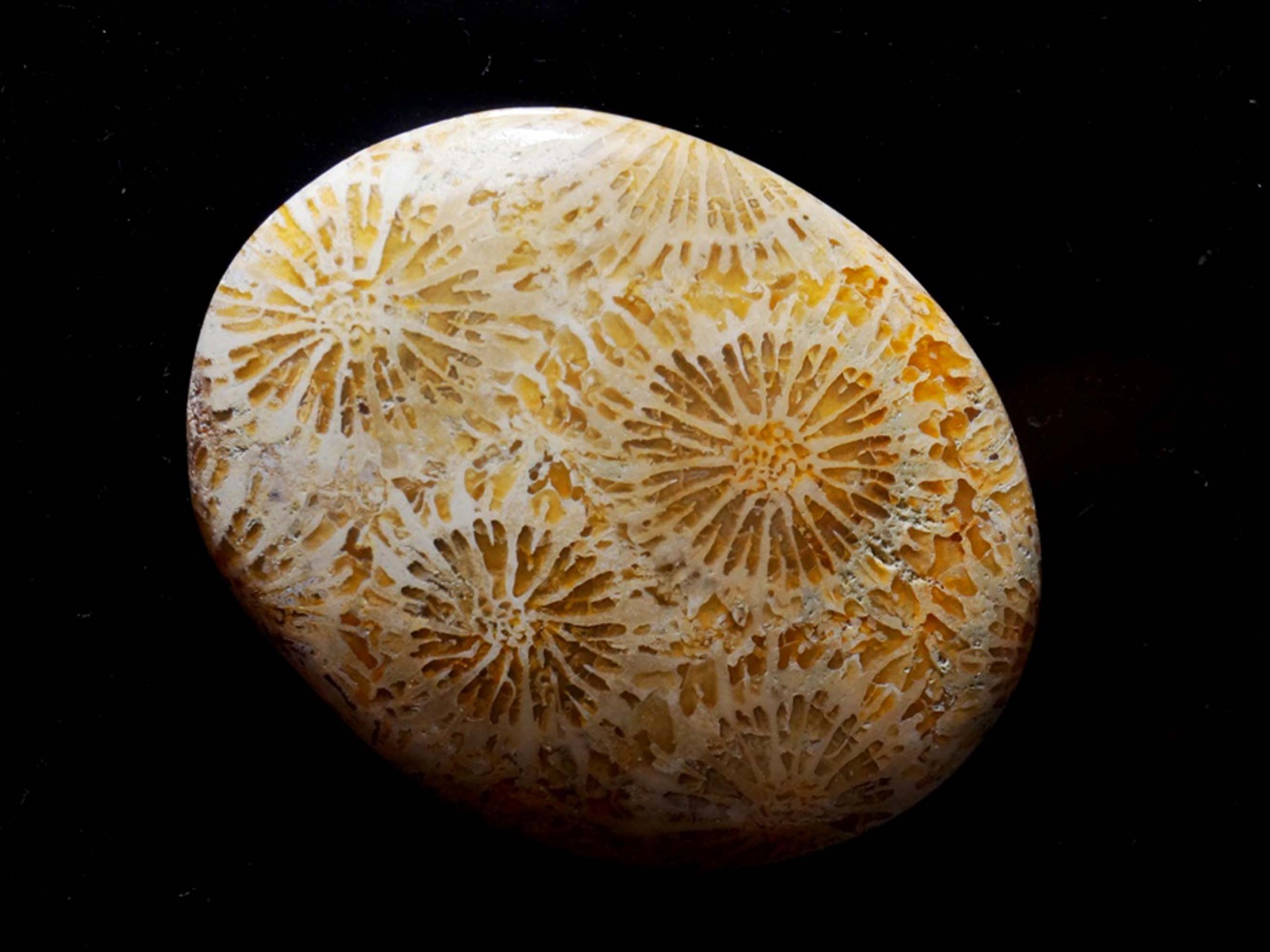 Attractive Fossil Coral Gemstone Smooth Polished Oval Shape Stone Fossil Coral Cabochon Best For Making Jewelry