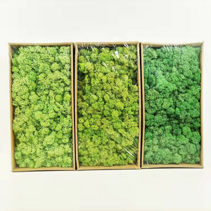 Factory Green Wall Office Decor Stabilized Reindeer Moss 500 g Pole Green Plants Lichens Preserved Moss for Home Decoration