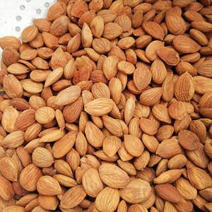 Wholesale price Raw Almonds Available, delicious and healthy Raw Almonds Nuts