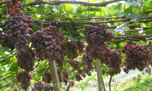 dried red currant