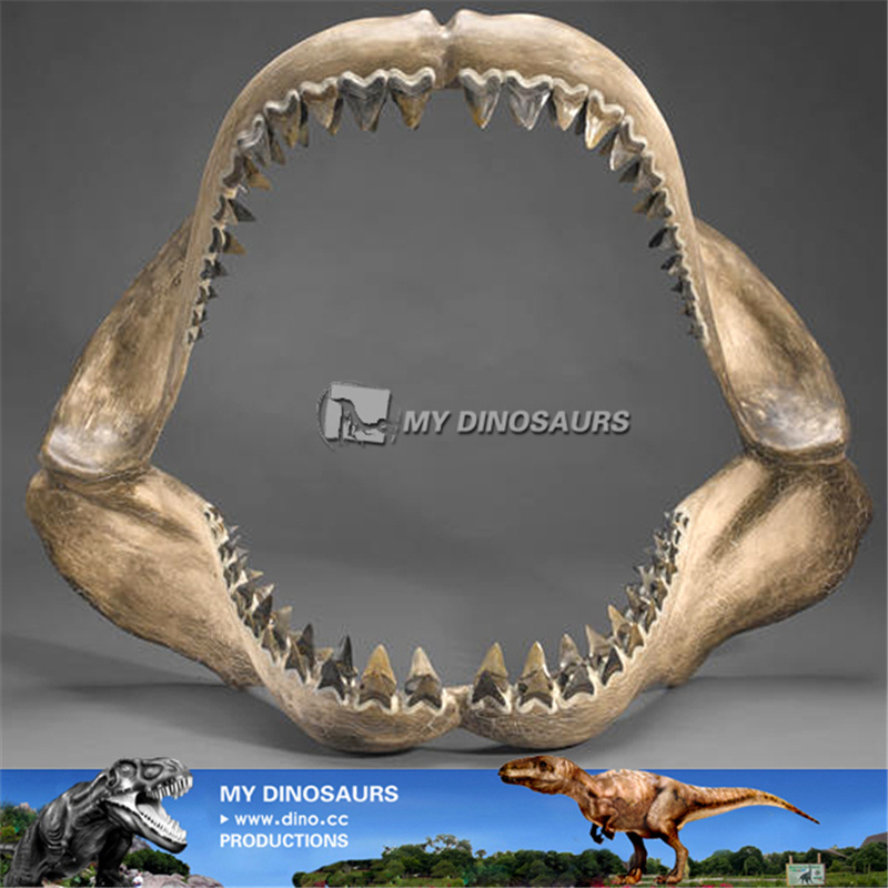 V Prehistoric shark jaws for sale