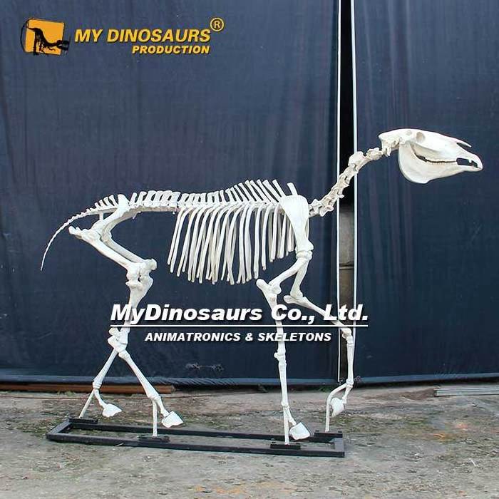 My Dino Life Size Horse Skeleton Model for Museum