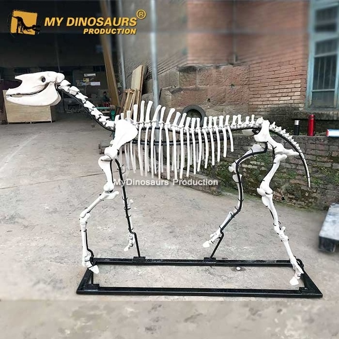 My Dino Life Size Horse Skeleton Model for Museum