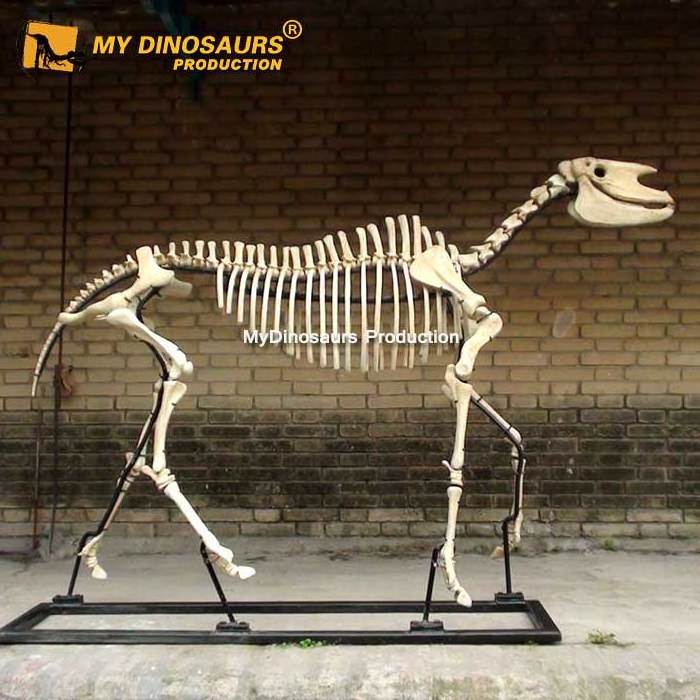 My Dino Life Size Horse Skeleton Model for Museum