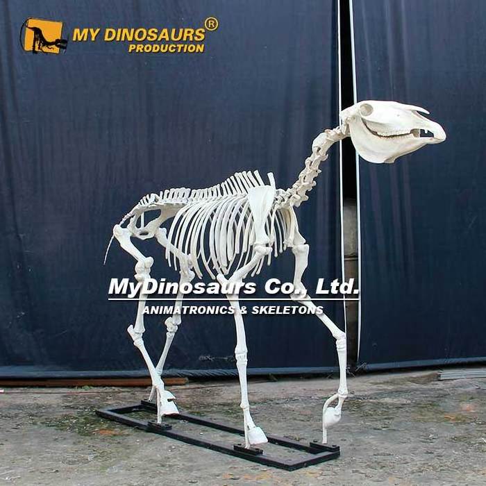 My Dino Life Size Horse Skeleton Model for Museum