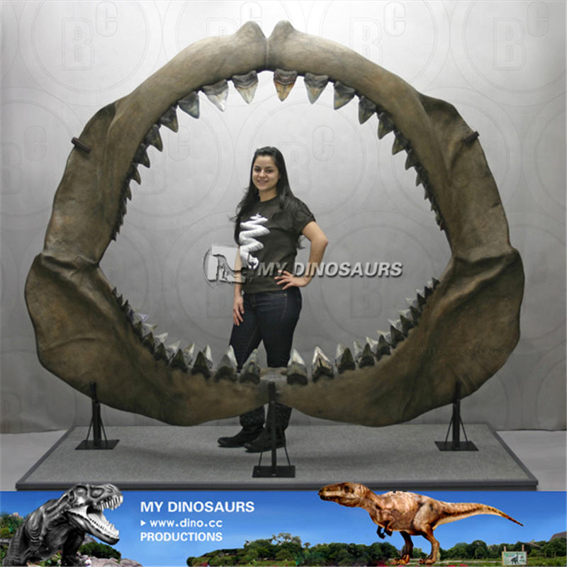 V Prehistoric shark jaws for sale