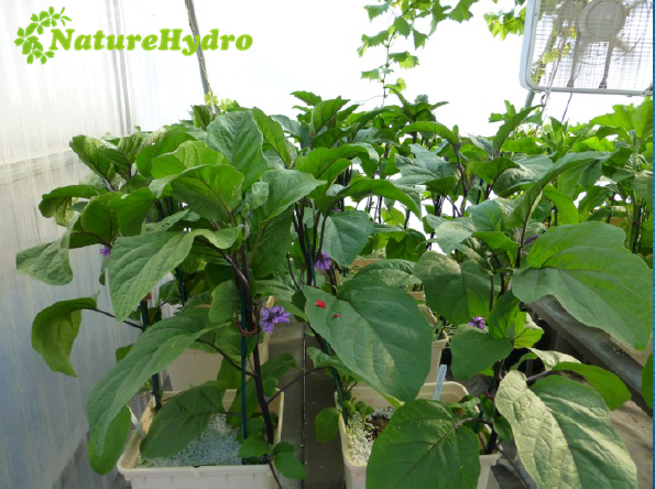 High quality dutch bucket/bato bucket used greenhouse farmes for sale