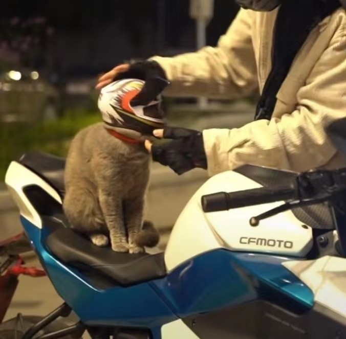 Motorcycle cat dedicated pet helmet