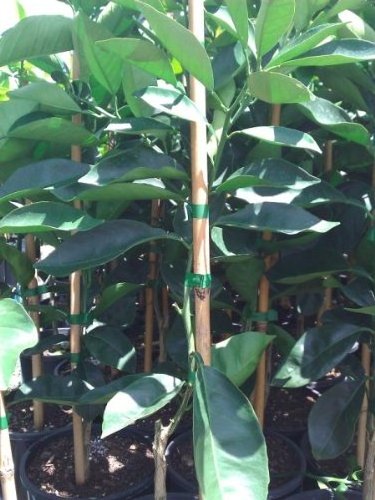 Wholesale Garden Strap PVC Roll Tape Tie Fruit Tree Secateurs Engraft Branch Stake Bind Wide Belt Tools for Graft Plant