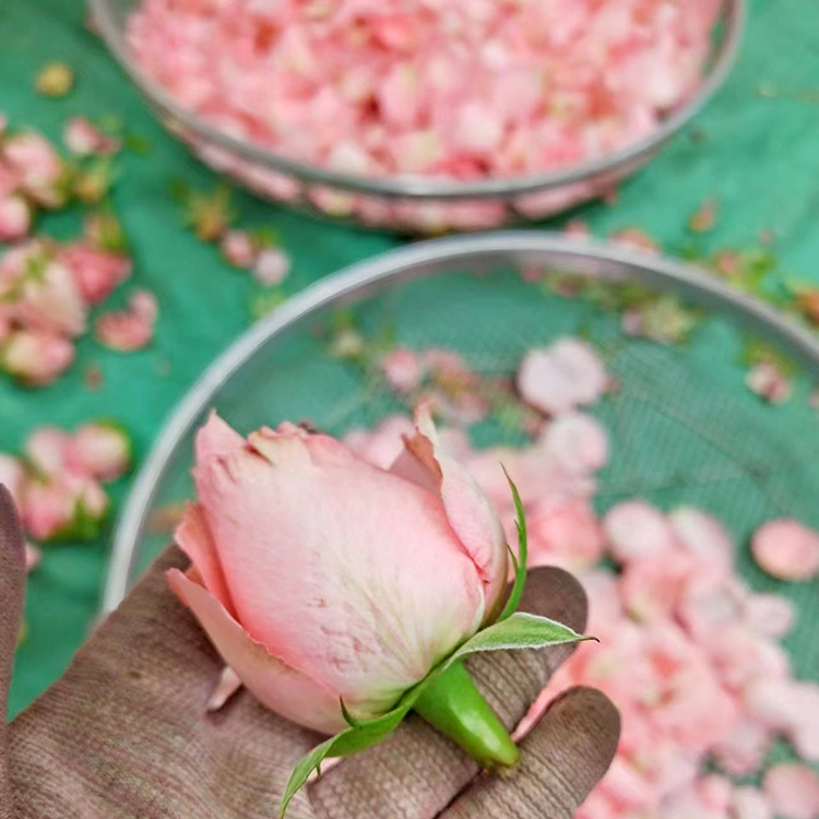 Bulk price biodegradable petal confetti rose flower petals dried rose petals wedding