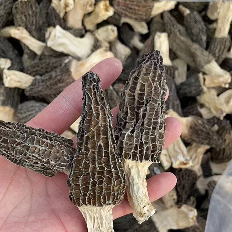 Bulk natural grow dried morel mushroom price of black morel mushroom