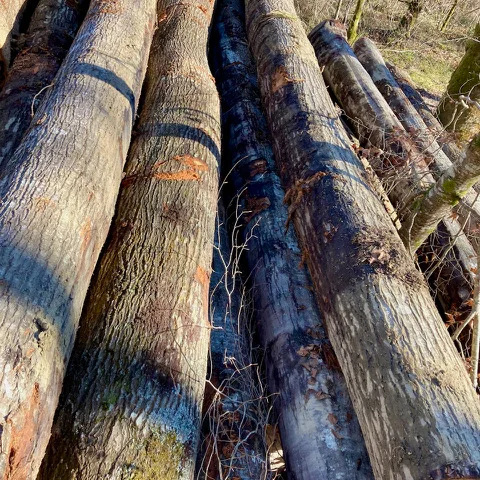 Red Oak Logs