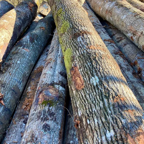 Red Oak Logs