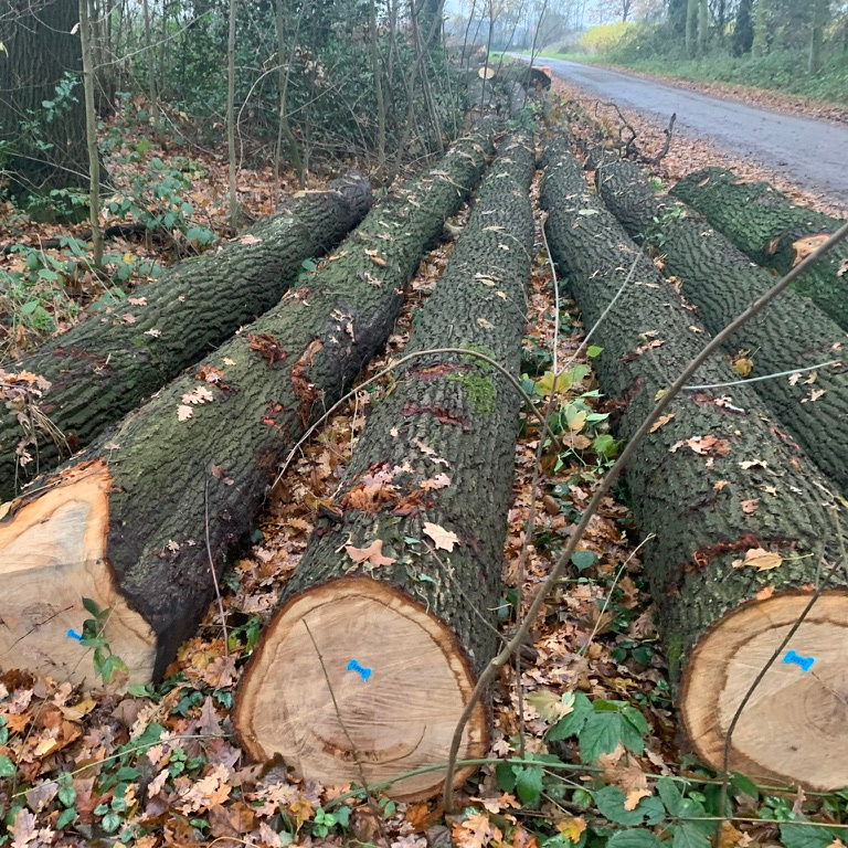 European White Oak Saw Logs for Flooring or Furniture Production ABC Grade 30cm+ 70% 40cm up from France