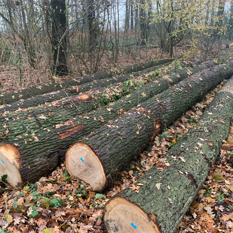 European White Oak Saw Logs for Flooring or Furniture Production ABC Grade 30cm+ 70% 40cm up from France