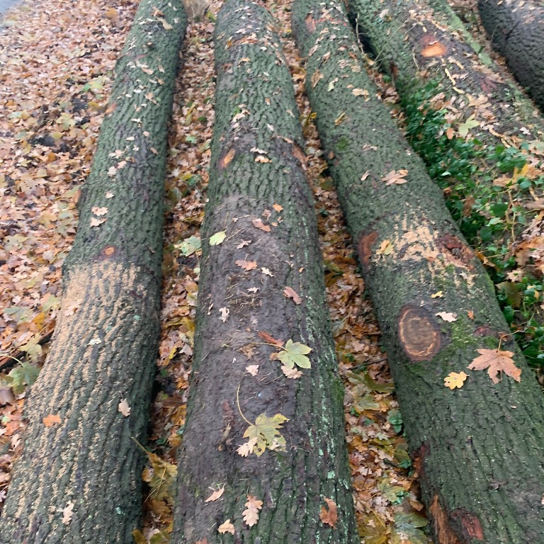 European White Oak Saw Logs for Flooring or Furniture Production ABC Grade 30cm+ 70% 40cm up from France