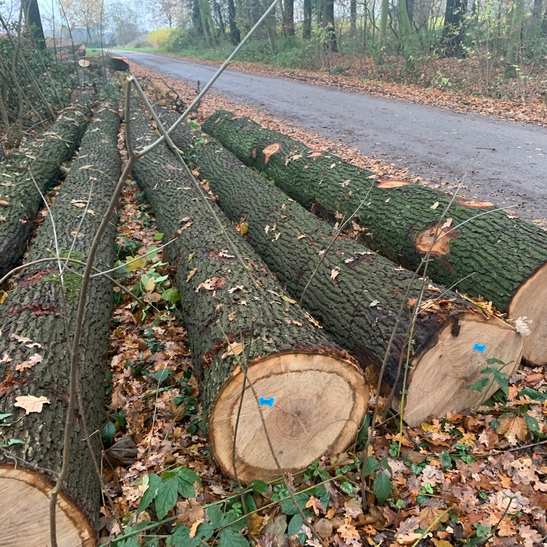 European White Oak Saw Logs for Flooring or Furniture Production ABC Grade 30cm+ 70% 40cm up from France