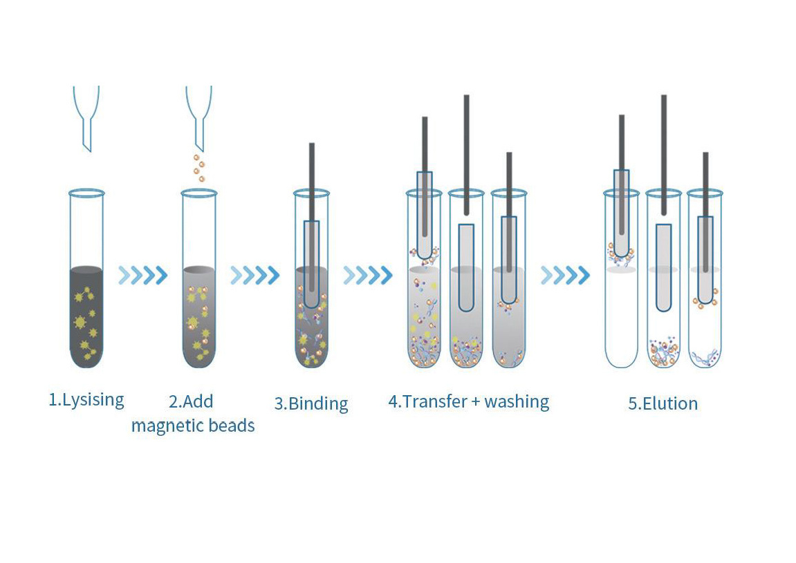 AMAIN Automatic Nucleic Acid Extraction Machine AMNA-32 Nucleic Acid Purification System