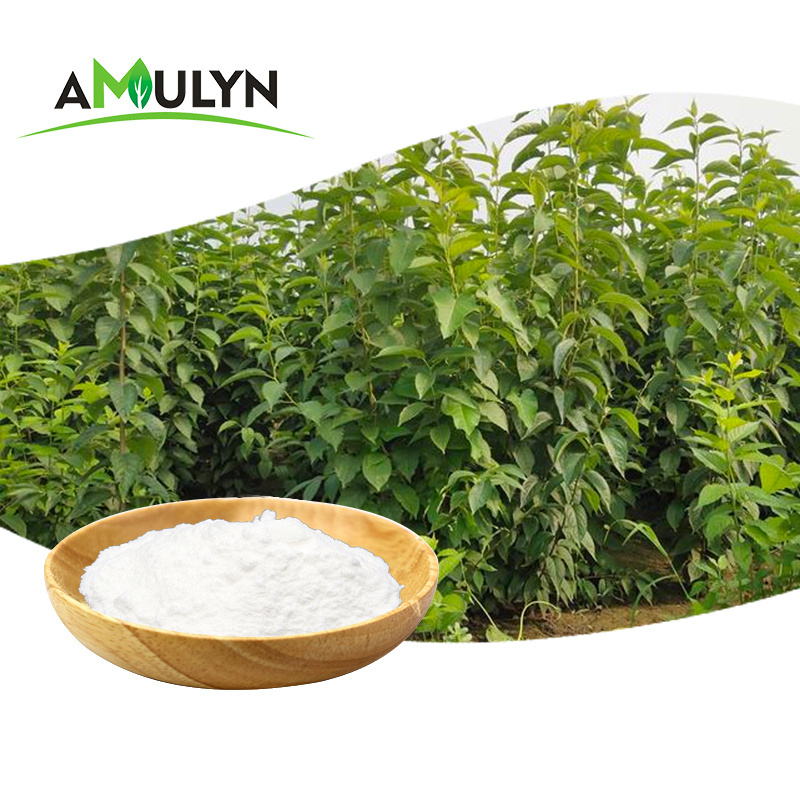 Natural Chlorogenic Acid 25% 50% Eucommia Ulmoides Extract