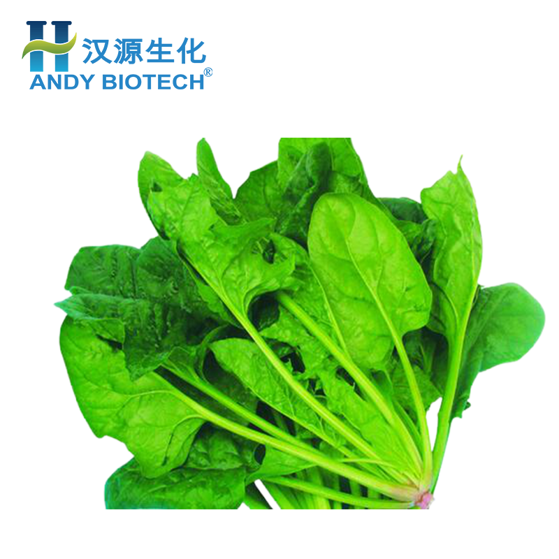 High quality dry dehydrated spinach leaves