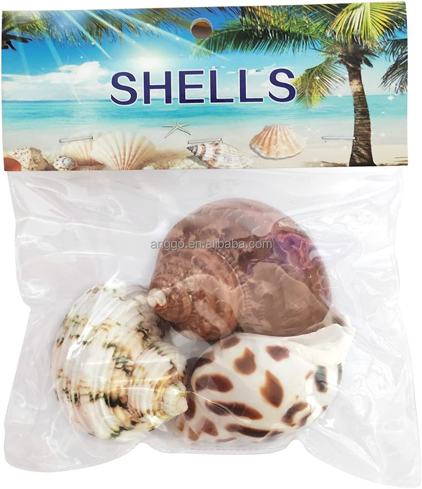 Wholesale Natural Specimen Replacement Fish Tank Landscape Decor Ornament Handicraft Hermit Crab Shell Conch Sea Shells Seashell