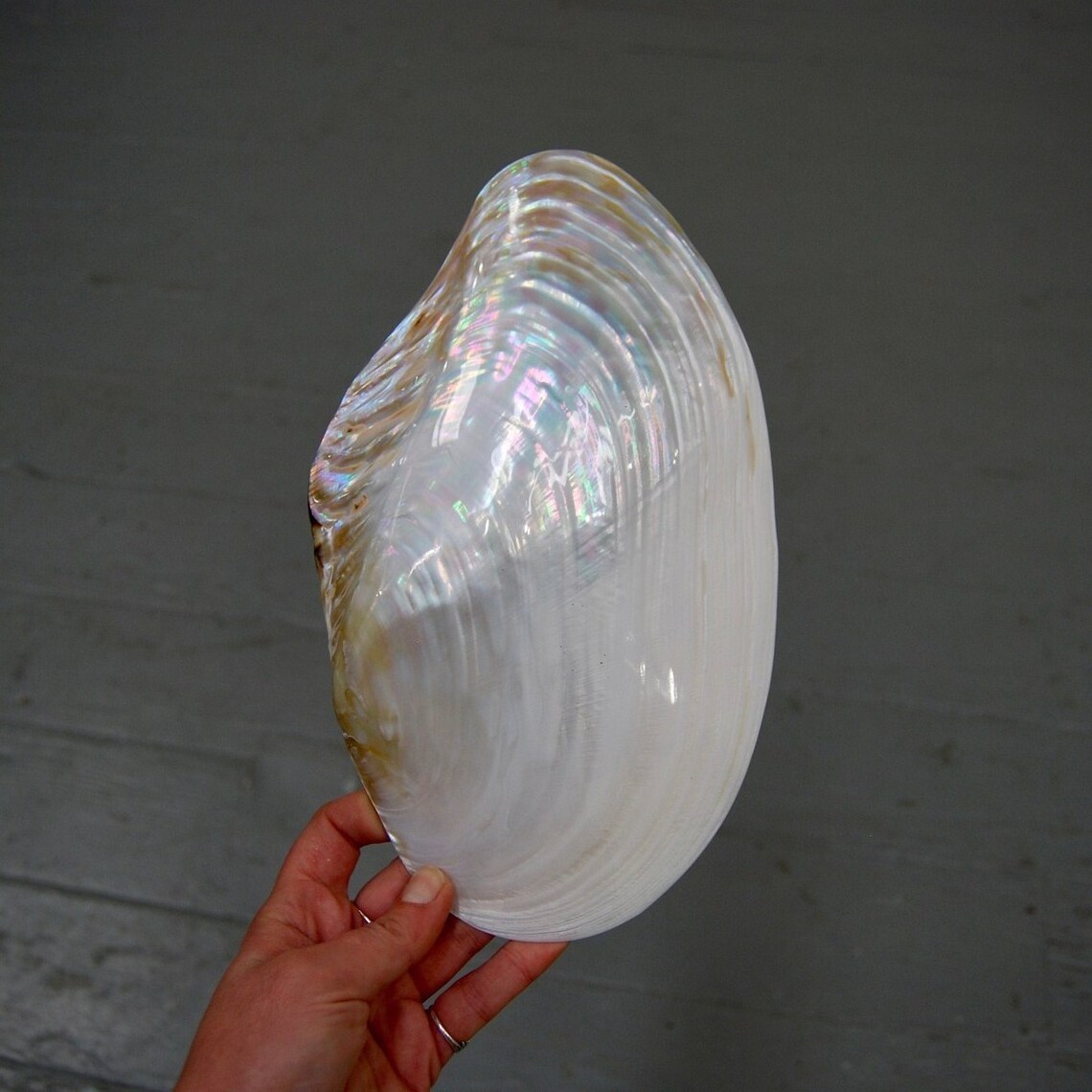 Pearlized Polished Mother of Pearl Half Shell Giant Mussel Clam Seashell 7-11