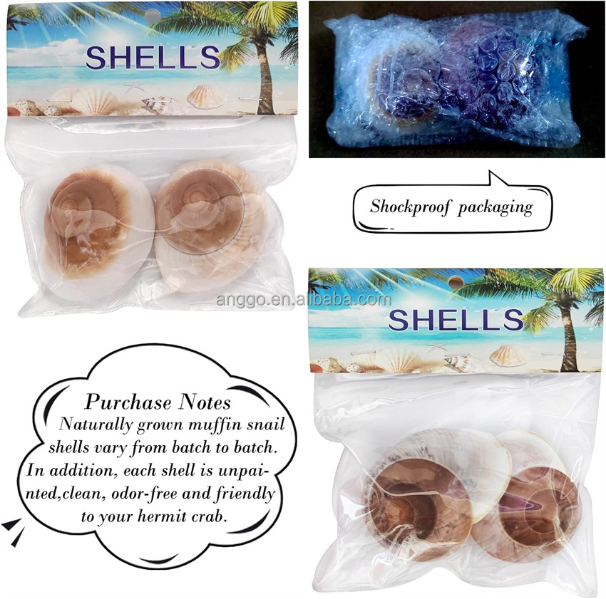 Wholesale Natural Specimen Replacement Fish Tank Landscape Decor Ornament Handicraft Hermit Crab Shell Conch Sea Shells Seashell