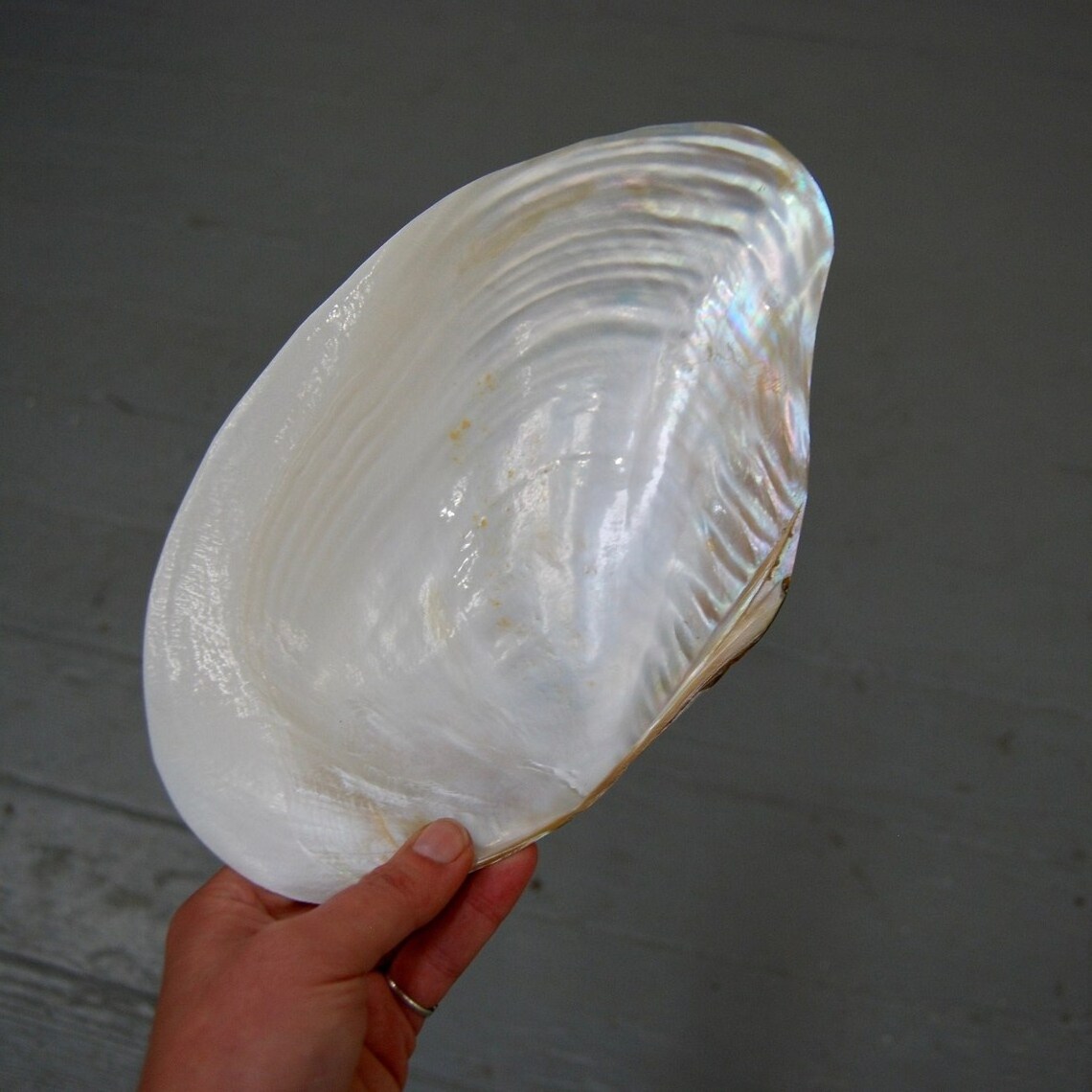 Pearlized Polished Mother of Pearl Half Shell Giant Mussel Clam Seashell 7-11