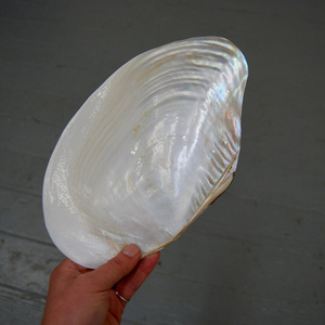 Pearlized Polished Mother of Pearl Half Shell Giant Mussel Clam Seashell 7-11" Beach Nautical Table Coastal Decorative Bowl Dish