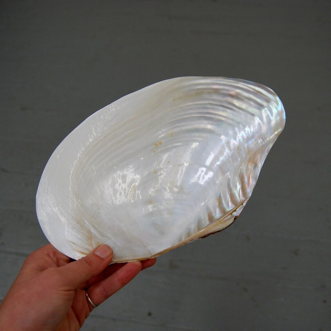 Pearlized Polished Mother of Pearl Half Shell Giant Mussel Clam Seashell 7-11