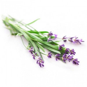 100% Pure and Organic Lavender Oil 40/42 Essential Oil At 20% Discount Price For Bulk Order Lavandula Angustifolia