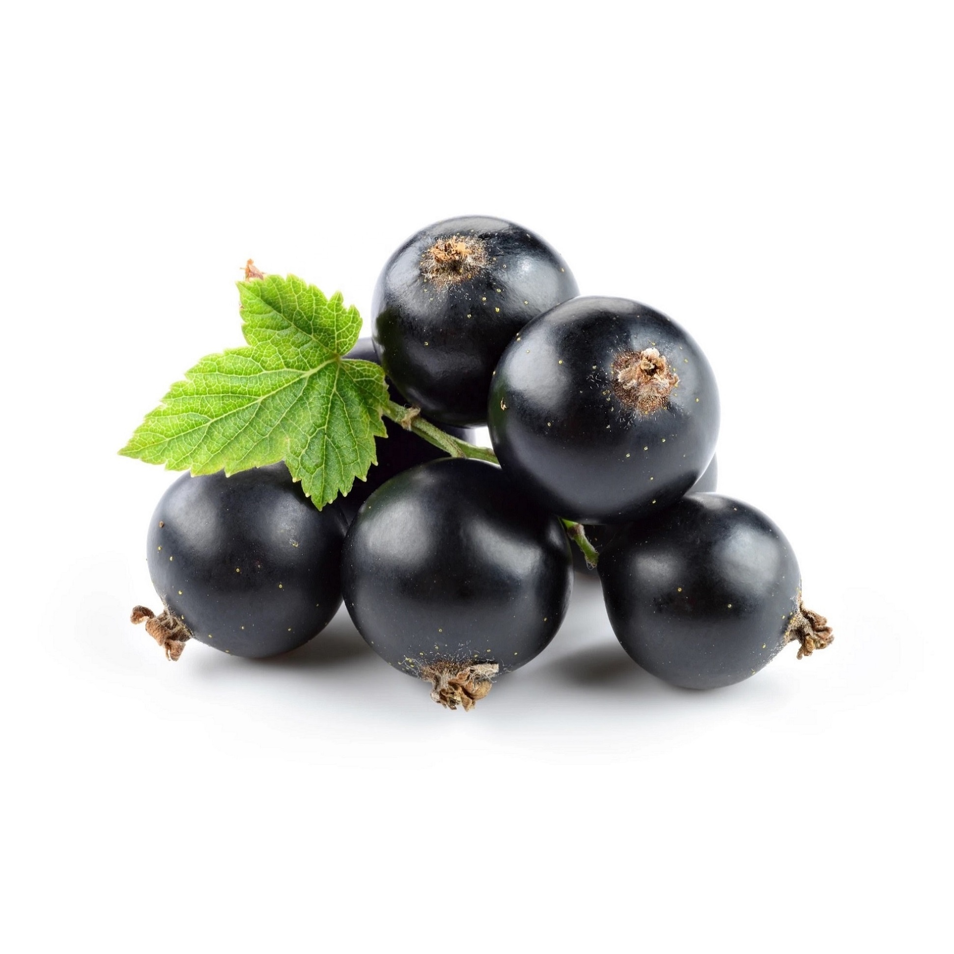 Pure Black Currant Oil (Ribes nigrum) 100% Natural Therapeutic Grade Cold Pressed