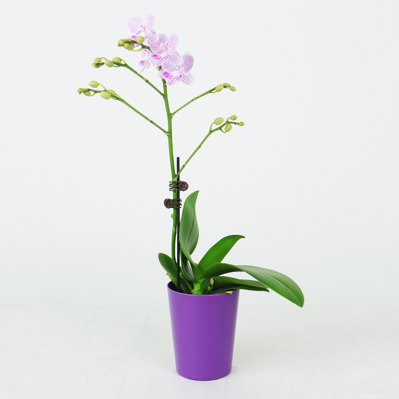 Creative Butterfly Orchid Pot Red Palm Orchid White Palm Orchid Plastic Flower Pot Horticultural Green Plants