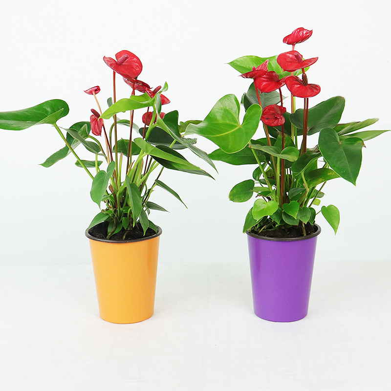 3-inch plastic circular flower pot for butterfly orchids, creative indoor gardening flower pot