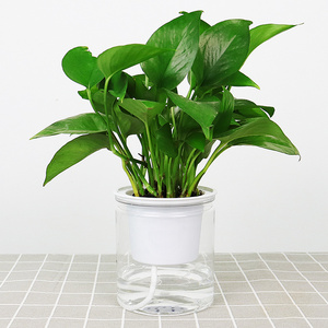 Self absorbent lazy person transparent soil cultivation small potted plant living room desktop creative hydroponic flower pot