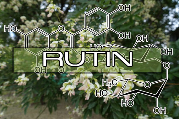 Top Grade Pure Rutin Nf11 Sophora Japonica Extract 95% Rutin