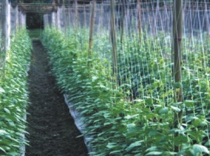 Plant Climbing net. cucumber net.support net