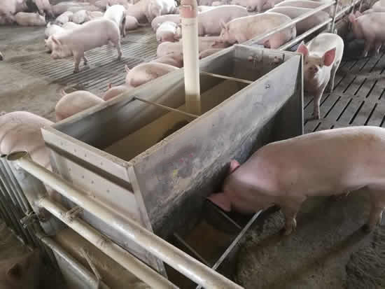 China Made Double-Side trough Pig Feeder Pig Feeding Trough Nursery Fatten Pen  for feeding system