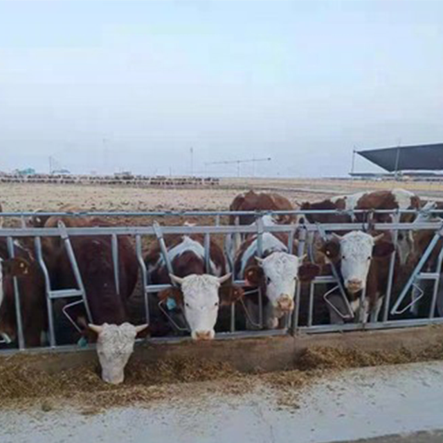 Dairy cattle breeding equipment cow headlock Livestock cattle panel equipment