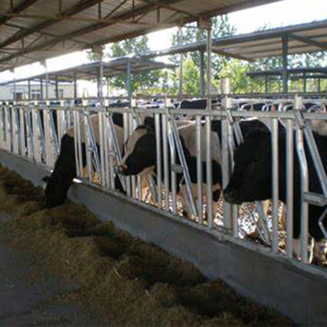 Dairy cattle breeding equipment cow headlock Livestock cattle panel equipment