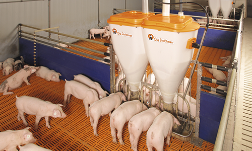 animal automatic feeders stainless steel plastic trough hopper water feeder trough for pig wet dry feeder